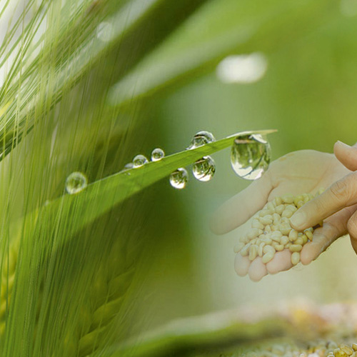 Moisture Measurement Tool - Leading Agriculture Company Ambala