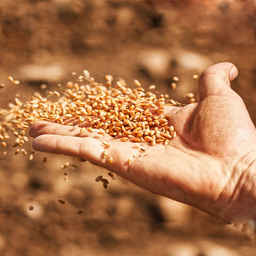 Accurate Moisture Testing Equipment - Agriculture Company Ambala