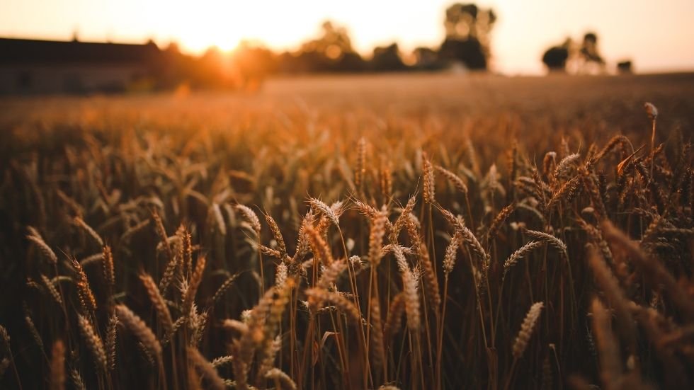 A Complete Guide to Seed Processing Machines: From Cleaning to Treatment